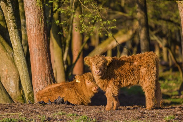 Two Highland calves (Bos primigenius) taurus) stand at a forest edge