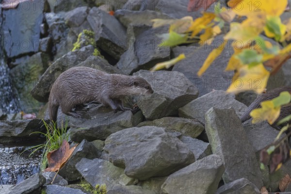 One oriental small-clawed otter or Asian small-clawed otter (Aonyx cinerea), walking over a rocky