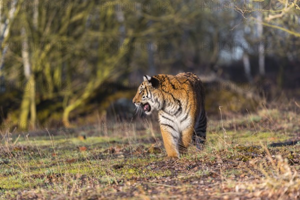 One young female Siberian Tiger, Panthera tigris altaica, running thru a birch tree forest. Early