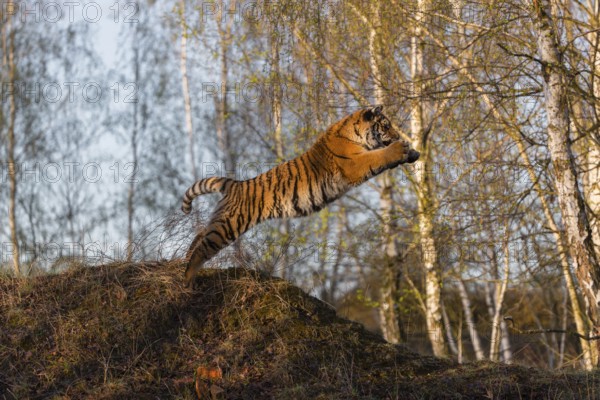 One young female Siberian Tiger, Panthera tigris altaica, running thru a birch tree forest. Hunting