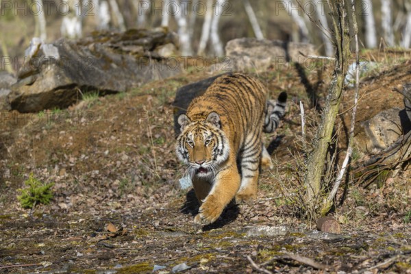 One young female Siberian Tiger, Panthera tigris altaica, walking thru a birch tree forest. Early