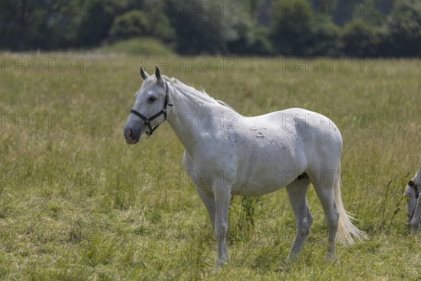 Kladruber horse, mares, standing on the paddock. National Stud Farm Kladruby nad Labem