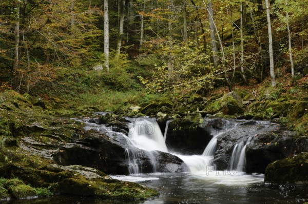Forest landscape with a small waterfall and autumn foliage, Buchberger Leite, Bavarian Forest
