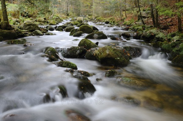 Clear stream in an autumnal forest with mossy stones and gentle flow, Kleine Ohe, Bavarian Forest