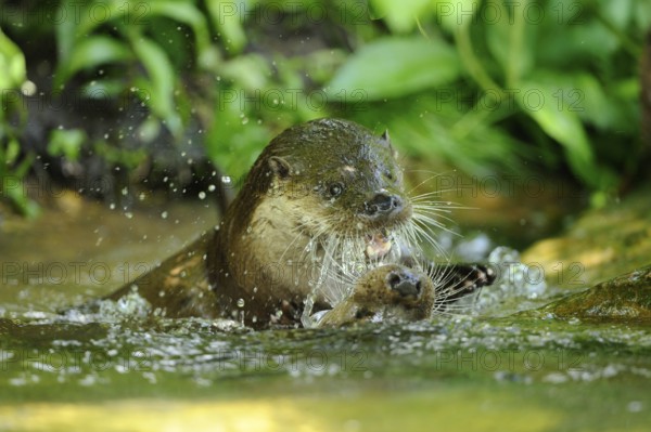 An otter playfully frolicking in the water amidst vegetation, European otter (Lutra lutra), Bavaria