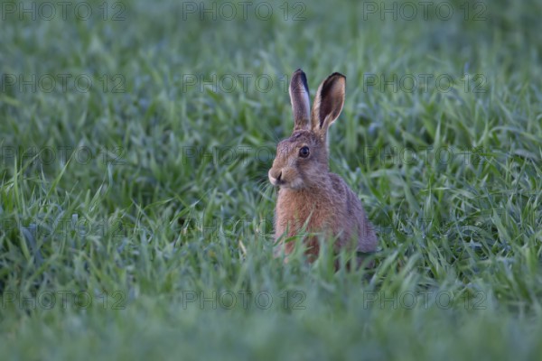European brown hare (Lepus europaeus) juvenile baby leveret animal in a farmland cereal crop in