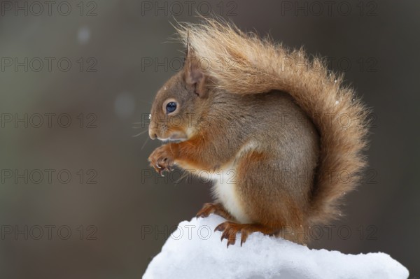 Red squirrel (Sciurus vulgaris) adult animal feeding on a nut on a tree stump covered in snow in