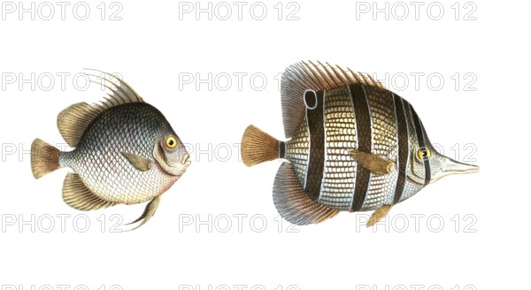 Fish, fishes, left: Genus butterflyfish, butterflyfish, Chaetodon orbis, the disc. right: genus