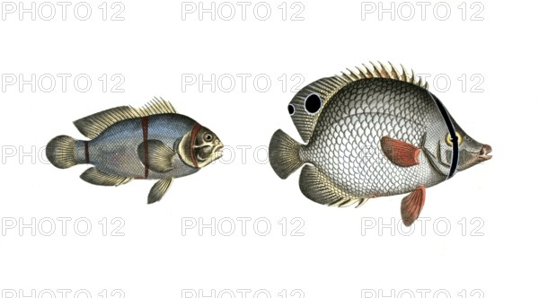 Fish, fishes, left: Genus butterflyfish, butterflyfish, Chaetodon biaculeatus, the two-spotted