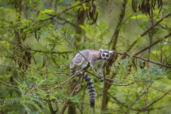 A ring-tailed lemur (Lemur catta) stands high up on a branch of tree with fresh green leafs