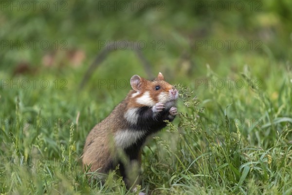 One European hamster (Cricetus cricetus), Eurasian hamster, black-bellied hamster or common