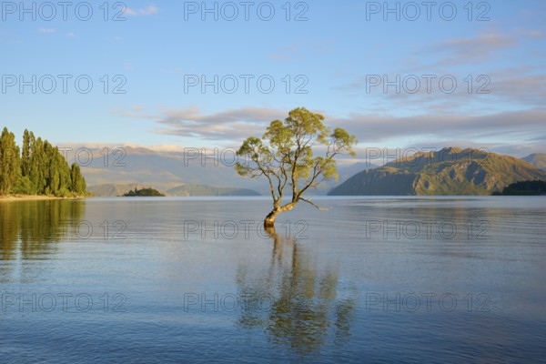 A lone tree in the water under a clear morning sky and surrounding mountains, summer, Lake Wanaka,