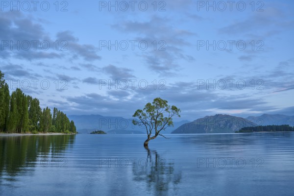 A tree in a peaceful lake with mountains in the background under a blue sky, summer, Lake Wanaka,