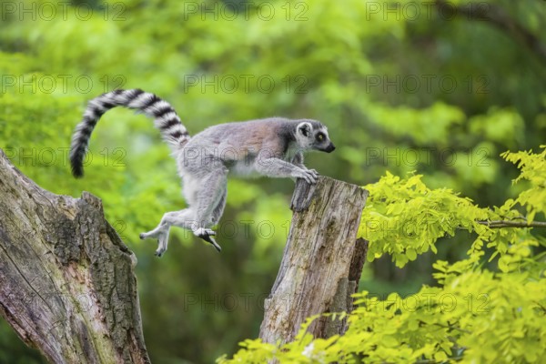 Jump. A young ring-tailed lemur (Lemur catta) climbs in a dead tree
