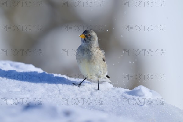 Snowfinch (Montifringilla nivalis), on snow in the sunlight, winter atmosphere, Gemmi Pass,