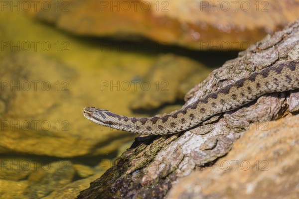 One Vipera berus, the common European adder or common European viper, creeps over moss and rocks
