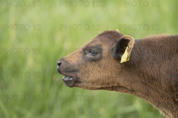 Domestic cattle or cow (Bos taurus) juvenile baby calf farm animal calling or mooing in a field,