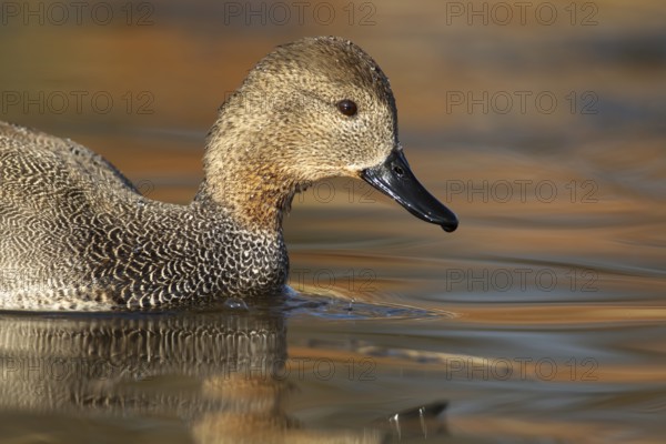 Gadwall duck (Mareca strepera) adult bird on a lake, England, United Kingdom, Europe