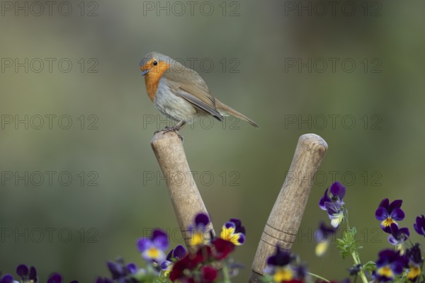 European robin (Erithacus rubecula) adult bird on a shears handle in garden plant pot with pansy
