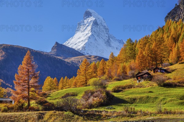 Matterhorn 4478m with golden yellow larches in autumn, Zermatt, Mattertal, Valais, Switzerland,