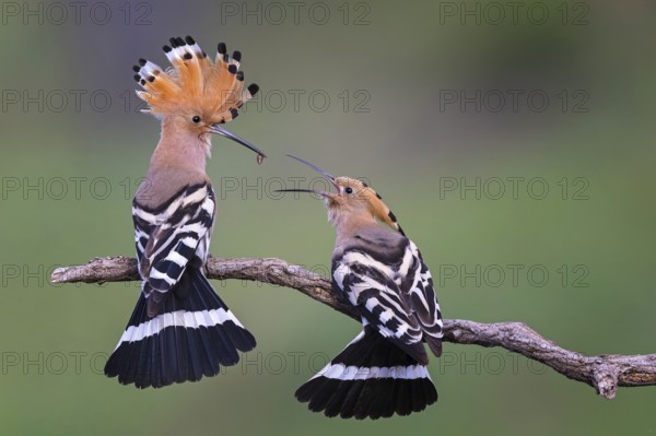 Hoopoe (Upupa epops) Bird of the Year 2022, feeding, courtship feeding, pair, male and female in