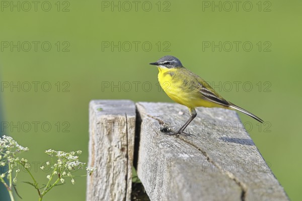 Yellow wagtail (Motacilla flava), on a pasture fence post, Dümmer, Lake Dümmer, Ochsenmoor, Hüde,