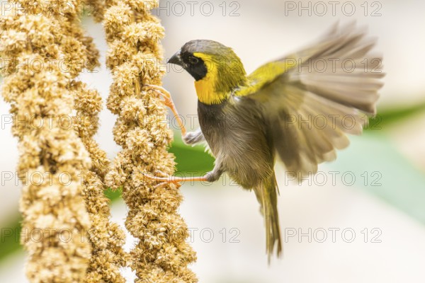 Cuban Finch, (Tiaris canora) or (Tiaris canorus), adult male sitting on a branch, captive