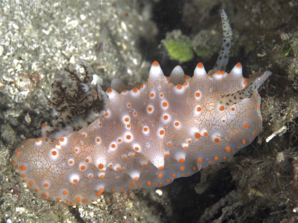 A translucent, orange speckled nudibranch, Batangas Halgerda (Halgerda batangas), on a coral