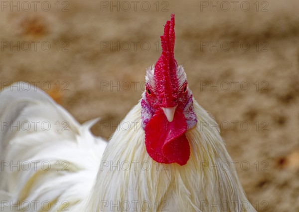 Saxon bantam chicken, Saxony chicken, white cock, domestic chicken, country chicken breed, animal