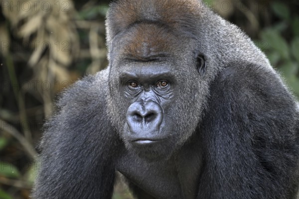 Western lowland gorilla (Gorilla gorilla gorilla), portrait, Réserve Lésio-Louna nature reserve,