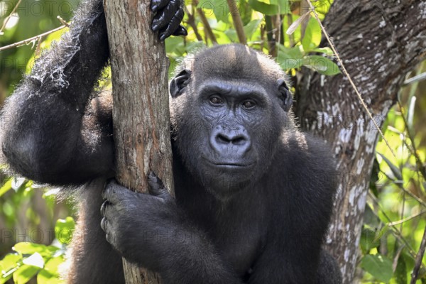 Western lowland gorilla (Gorilla gorilla gorilla), portrait, Réserve Lésio-Louna nature reserve,