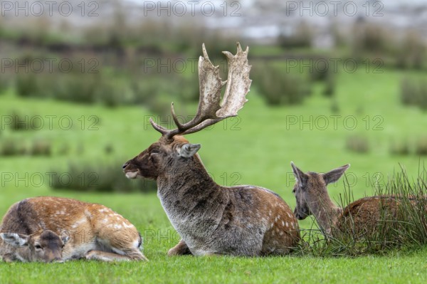 Dominant European fallow deer (Dama dama) buck, male with big antlers resting among does on lake