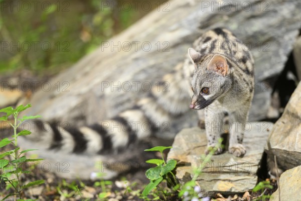 Common genet (Genetta genetta), wildlife in a forest, Montseny National Park, Catalonia, Spain,