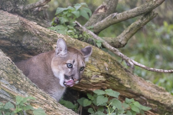 One young adult female cougar, Puma concolor, portrait between the branches of a fallen tree