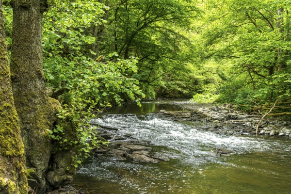 The Eltzbach stream in the Elz valley near Wierschem, Rhineland-Palatinate, Germany, Europe