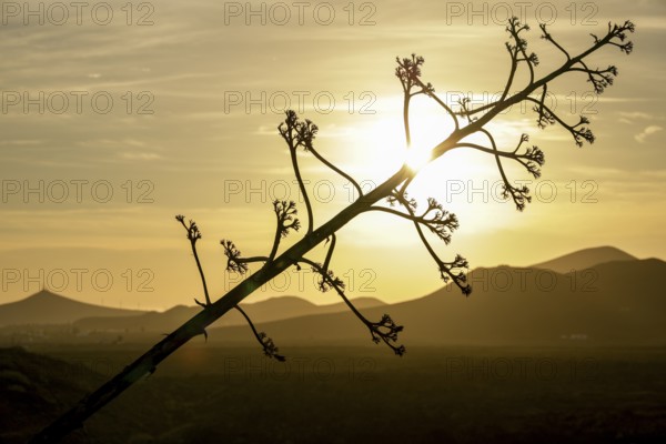 Agave (Agave americana) silhouette in front of a golden sunset and silhouetted mountains, Canary
