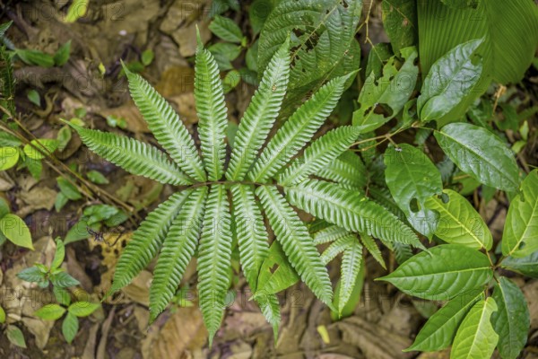 Fern in the tropical rainforest, Corcovado National Park, Osa Peninsula, Puntarena Province, Costa