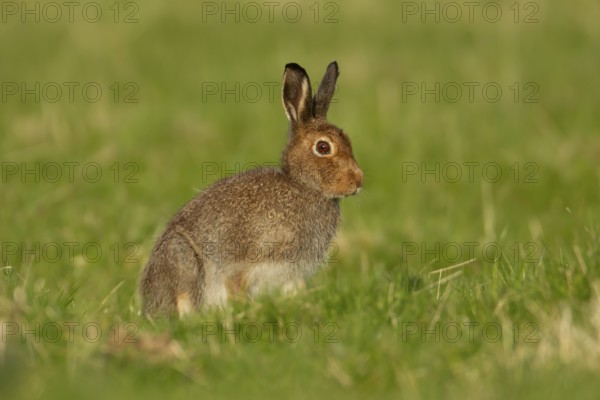 Mountain hare (Lepus timidus) adult animal in its summer coat on a hillside meadow, Cairngorm