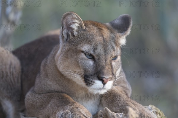 Young adult cougar, Puma concolor, frontal portrait with greenish background