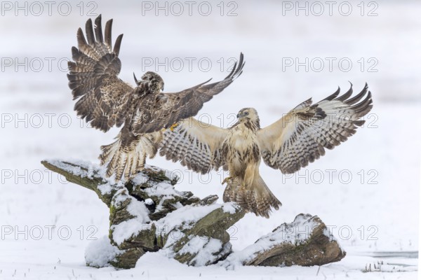 Common buzzard (Buteo buteo) Interaction of two birds of prey, food competitor, spreading wings,