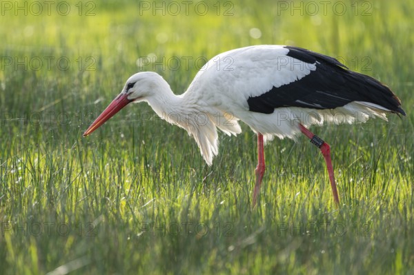 White stork (Ciconia ciconia) foraging in a meadow, spider threads on the grass, Lower Saxony,