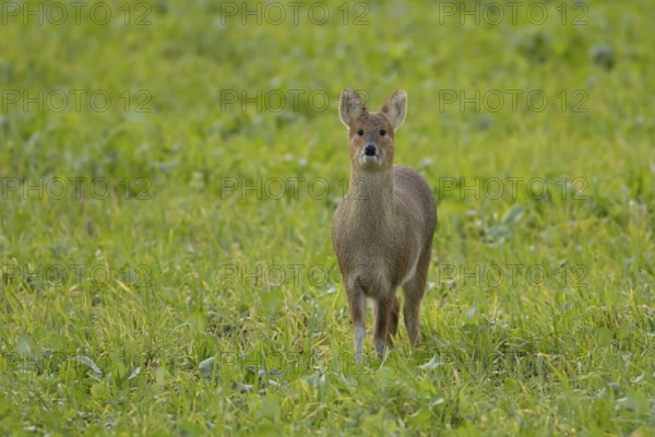 Chinese water deer (Hydropotes inermis) adult animal in a farmland field, England, United Kingdom,