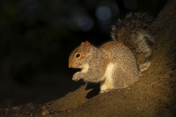 Grey squirrel (Sciurus carolinensis) adult animal feeding on a nut on a tree trunk, England, United