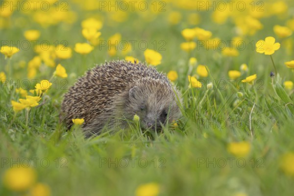 European hedgehog (Erinaceus europaeus) adult animal in a spring time meadow with flowering