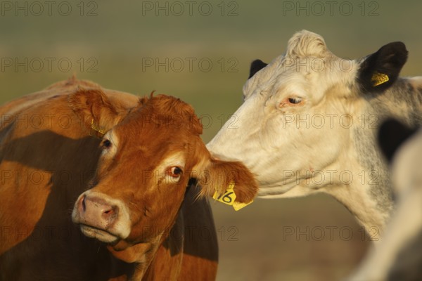 Domestic cattle or cow (Bos taurus) farm animals adult mother washing a juvenile baby calf in a