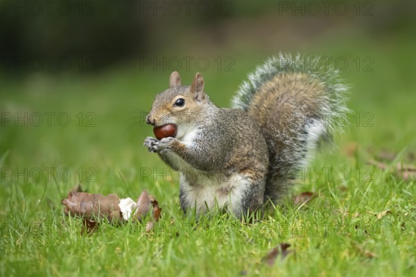 Grey squirrel (Sciurus carolinensis) adult animal feeding on a Horse chestnut tree nut or conker in