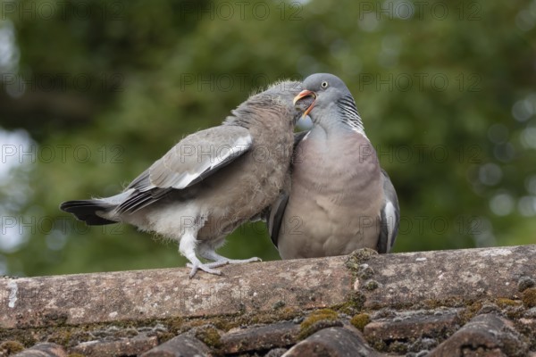 Wood pigeon (Columba palumbus) two birds adult bird feeding a juvenile baby cobb on an urban house