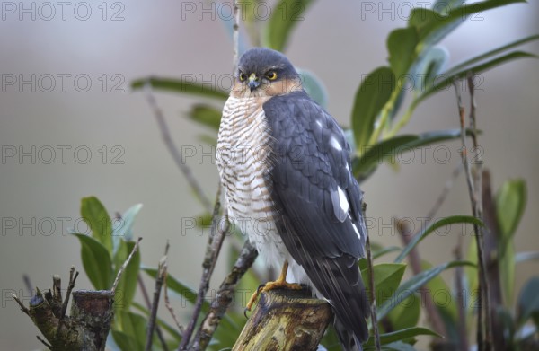 Sparrowhawk, (Accipiter nisus) sitting in cherry laurel, Schleswig-Holstein, Germany, Europe