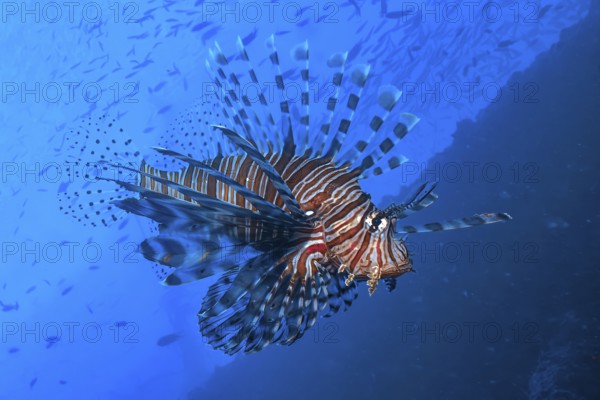 Pacific red lionfish (Pterois volitans) with spread fins poisonous spines poisonous marine animal