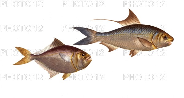 Fish, fish, left: Group of perch relatives, Scomber minutus, the little mackerel, the little